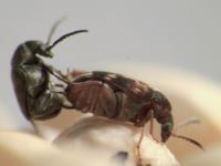seed beetle