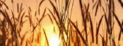 reeds