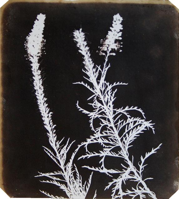 William Henry Fox Talbot Veronica in Bloom 1840 Photogenic drawing 22.9 x 18.7 cms