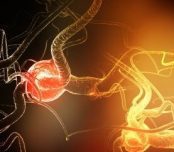 A picture of a neuron