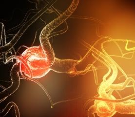 A picture of a neuron