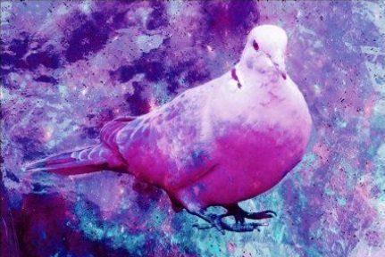 Ry Bird b