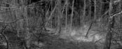 Brad Evans Photography