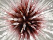 Dale Chihuly