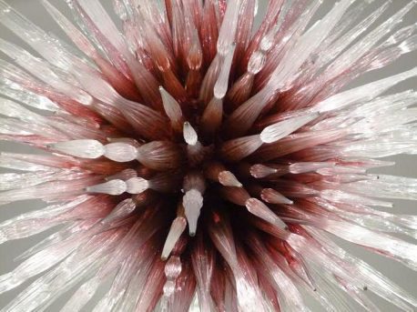 Dale Chihuly