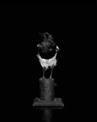 magpie photograph