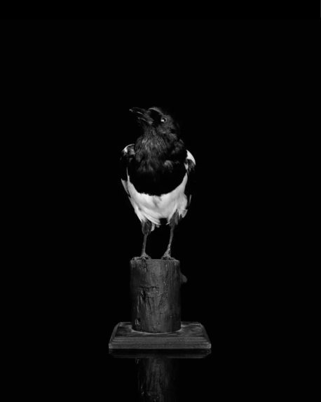 magpie photograph