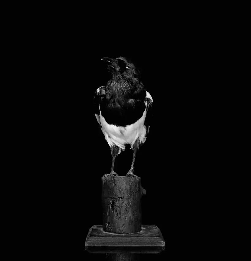 magpie photograph